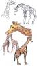 Giraffes