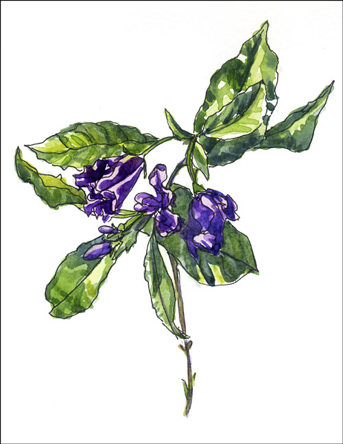 potato-vine2.jpg
