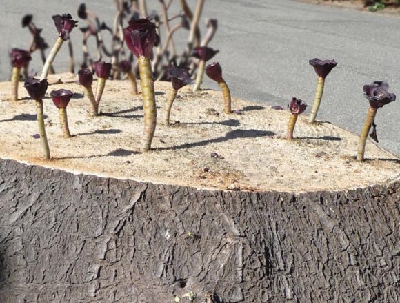 From a dead stump new growth sprouts