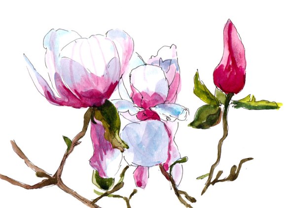 Magnolia Bloom, ink & watercolor wash