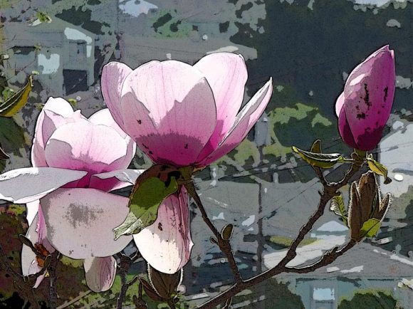 15. Photo reversed and posterized in Photoshop