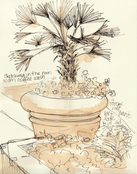 Potted Palm, Ink & coffee in sketchbook, 8x6"