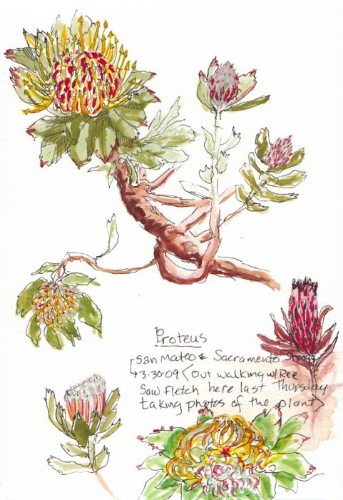 Proteus in Bloom, ink & gouache, Moleskine 5x7 sketchbook