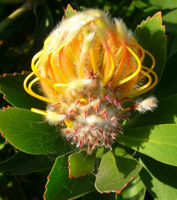 Photo of Proteus blossom