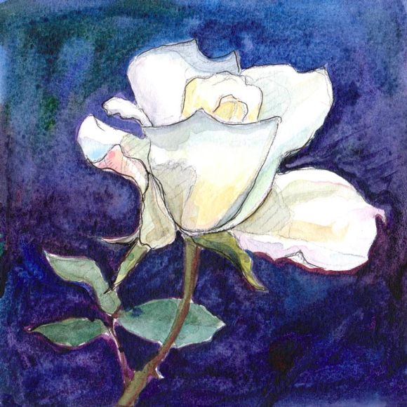 White Rose #1, ink & watercolor 5x5"