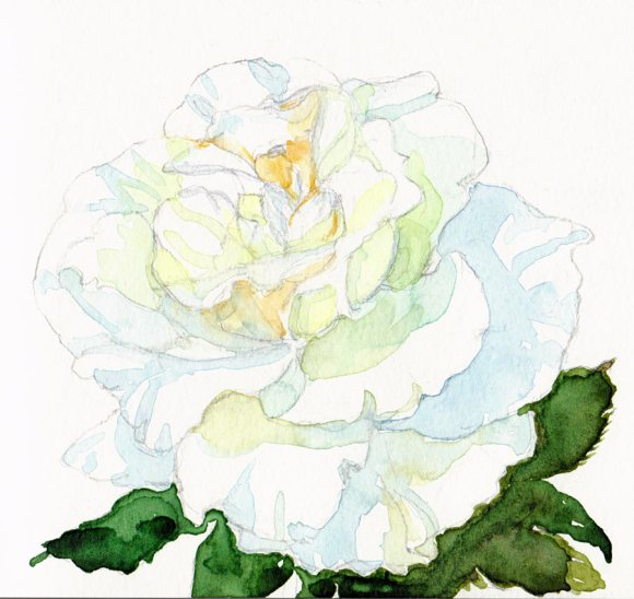 White Rose #2, pencil & watercolor 5x5"