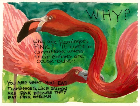Why Are Flamingoes Pink? Gouache & Ink, 5.5x7.5"