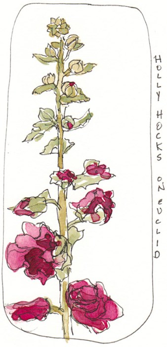 20090720-Hollyhock