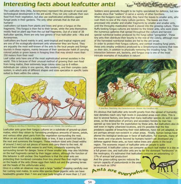 Leafcutter Ants, in "Zoom" (Costa Rica magazine)