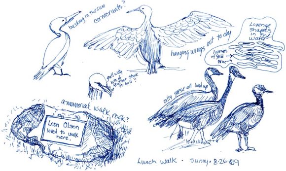 Lunchtime Sketching Lake Merritt Birds