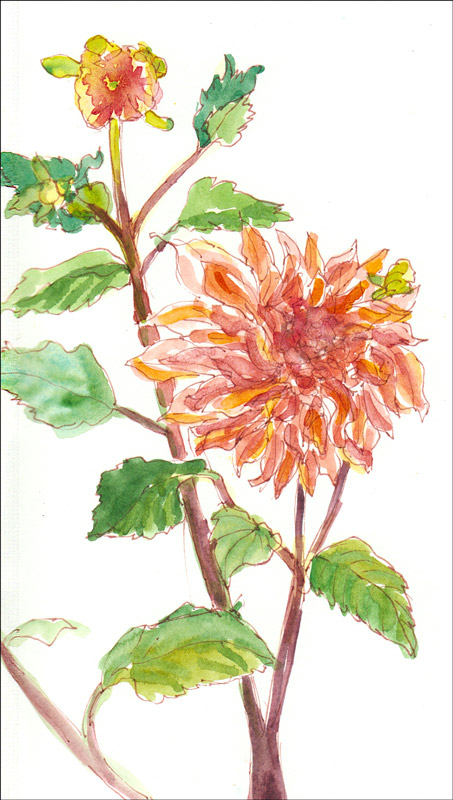 Alejandro's Dahlias, ink & watercolor