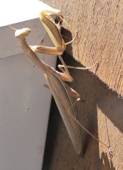 I reached for my mailbox and...