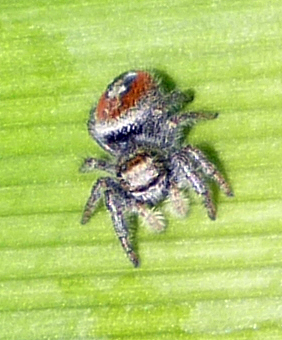 Little Pretty Spider