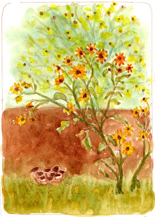 Sunflowers by Tin Roof Yoga, ink & watercolor Sunflowers by Tin Roof Yoga, ink & watercolor