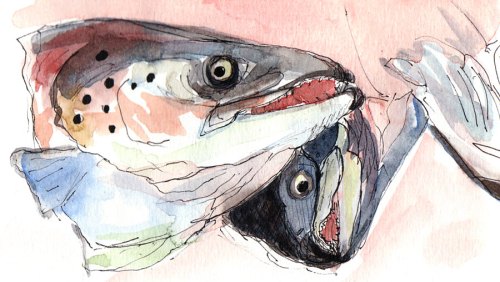 Salmon Heads, Ink and watercolor