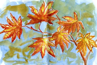 Japanese Maple leaves, ink & watercolor