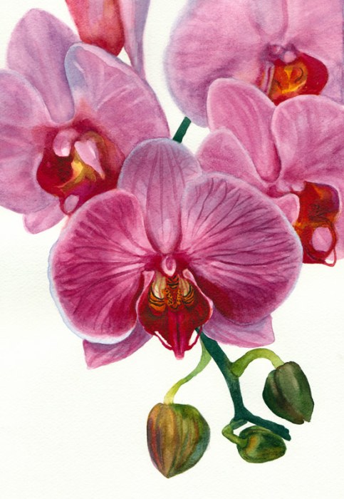Orchid painting in watercolor, 8.5" x 11.5"