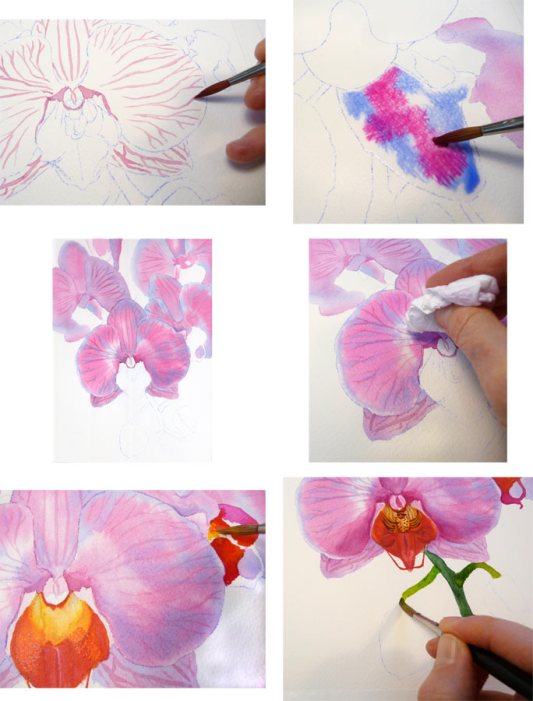 Orchid Painting Steps