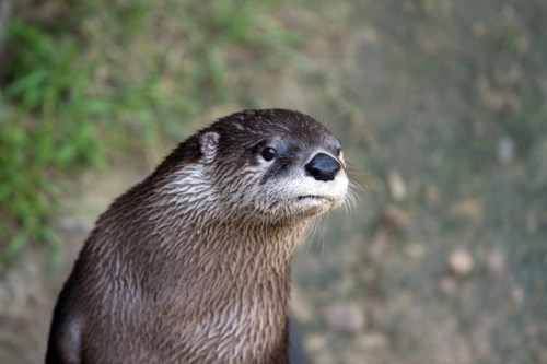 Otter, photo by Robin Bouc Otter, photo by Robin Bouc