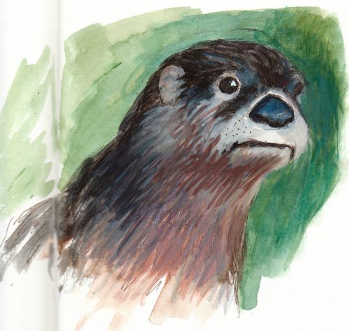 Otter, Gouache and Ink Otter, Gouache and Ink