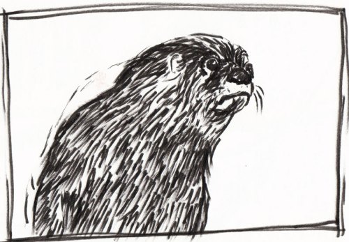 Otter, Pigma Brush Pen Otter, drawn with icky Pigma Brush Pen