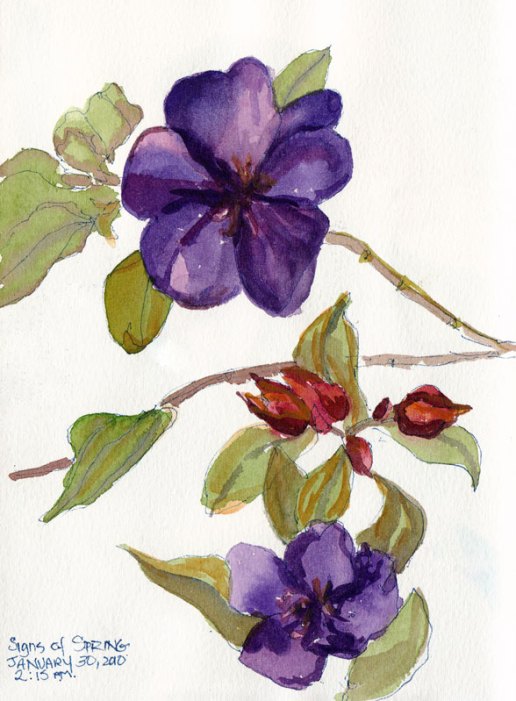 Princess flower bush blossoms, ink & watercolor