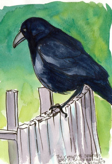 Crow on the fence, ink & gouache
