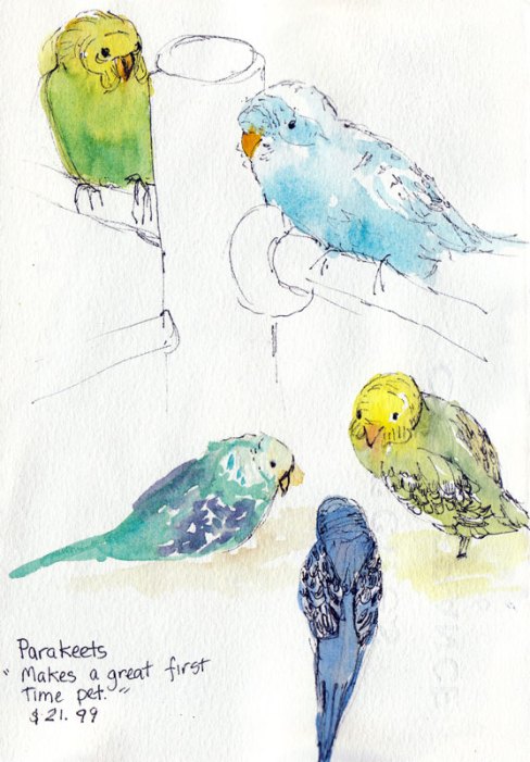 Parakeets at Petco, ink & watercolor
