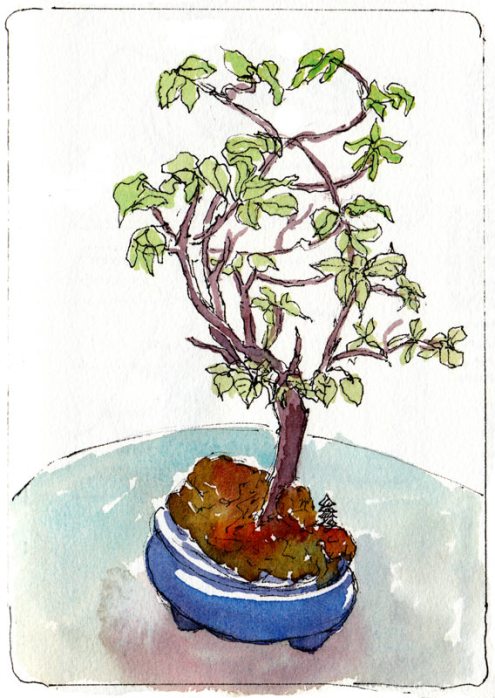 Cathy's Bonsai, ink & watercolor