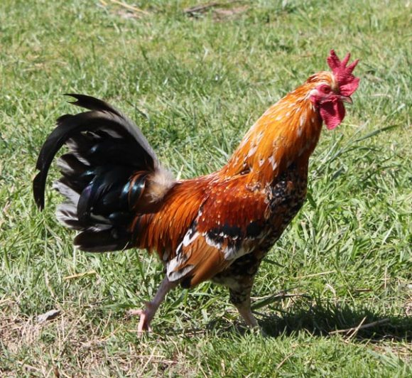 Borges Rooster