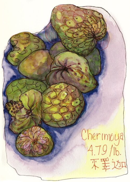 Cherimoya, ink & watercolor