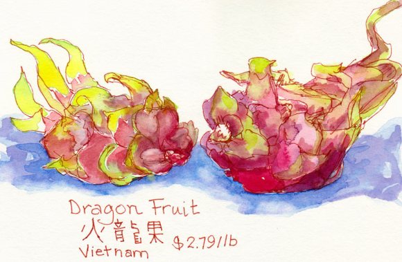 Dragon Fruit, ink & watercolor