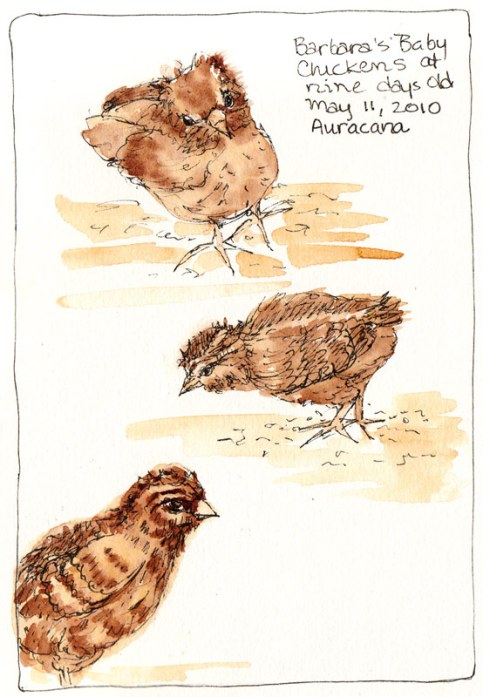Auracana chicks, 9 days old, ink & watercolor