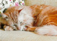 Reference photo of Toby