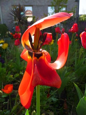 Original reference photo of tulip in garden