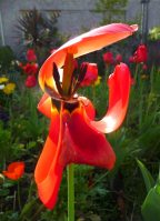 Photoshopped tulip reference photo