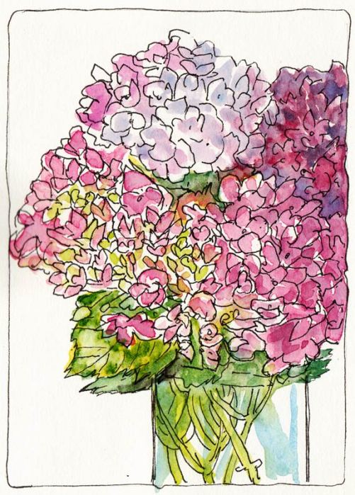 Hydrangeas Attempt #3, ink & watercolor