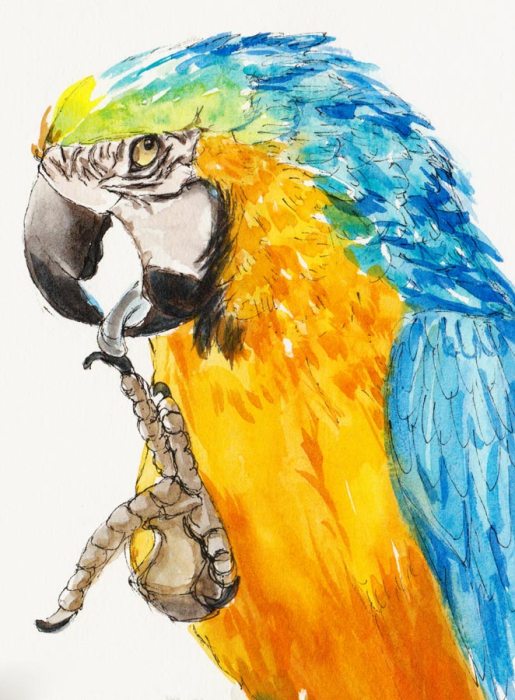 Birthday Parrot, ink & watercolor