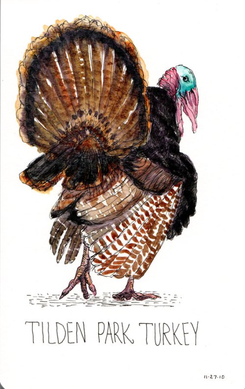 Tilden Park Turkey, ink & watercolor