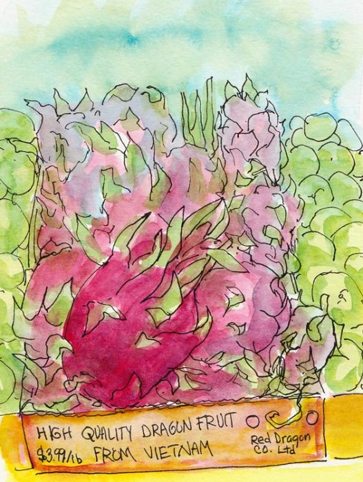 Dragon fruit, ink & watercolor