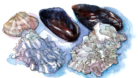 Shellfish Shells, ink & watercolor, 5x8"