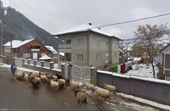 Romanian Shepherd and Sheep
