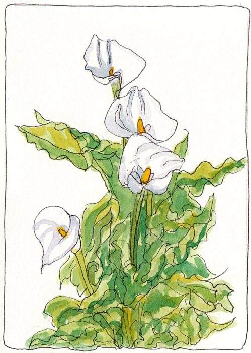 Calla Lillies, ink & watercolor