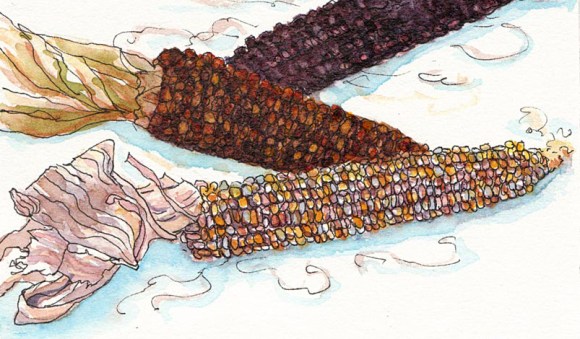 Indian Corn, ink & watercolor