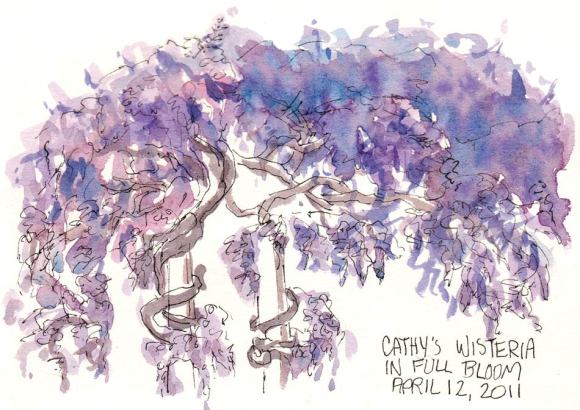 Cathy's Wisteria, ink & watercolor