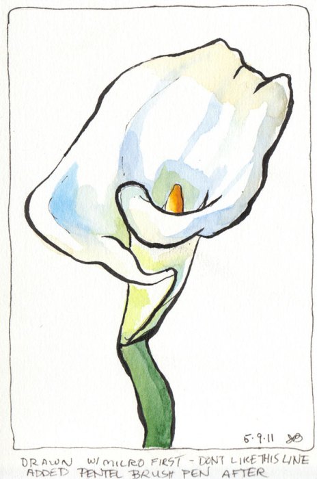 Calla Lilly 2, ink & watercolor Calla Lilly 2, ink & watercolor