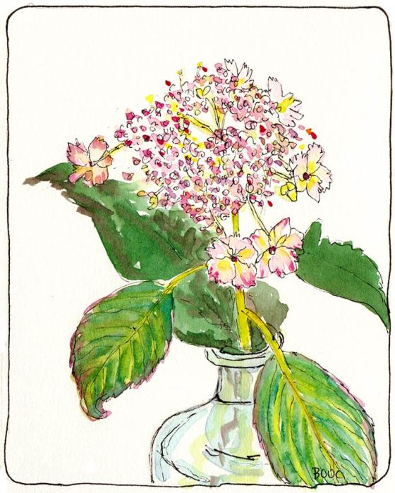 Baby Hydrangea for "Something Fresh" EDM #112, ink & Watercolor, 6x4.5"