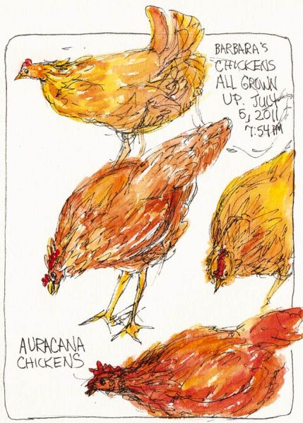 Barbara's Chickens All Grown Up, ink & watercolor 7x5"