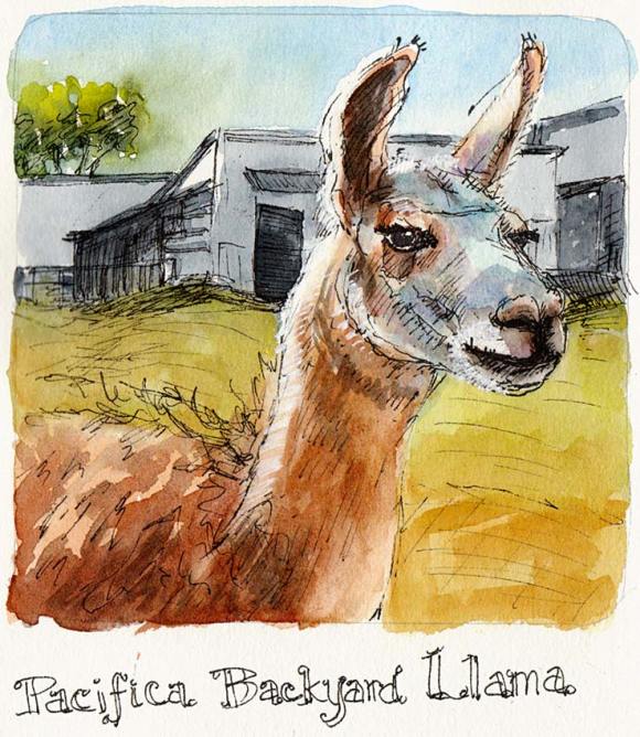 Backyard Lama, ink & watercolor, 5x5"