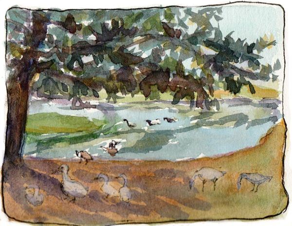 Lagoon view, geese in the shade